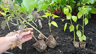 Many are wrong! Should you plant tomatoes and peppers in pairs?