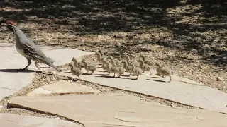 Gambel's Quail Daddy with 19 babies!