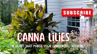 Canna Lily | I grow Canna Lilies in Containers! Tropical Garden Plants | Canna Lilies Care | Zone 5B