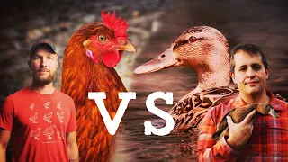 CHICKENS VS DUCKS... Which Is the BEST HOMESTEAD ANIMAL?