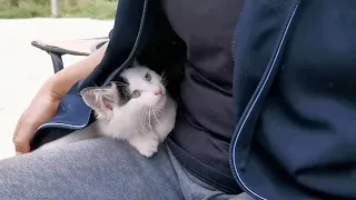 A stray cat who living mountain came to a family for food