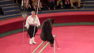 Медведи. Цирк. Медведь в цирке кувыркается. Bears. Circus. Circus bear tumbles.