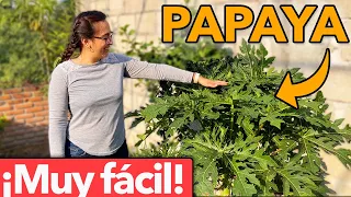 🟠 7 CUIDADOS de la PLANTA de PAPAYA en tu Huerto 🪴 (La Puedes Tener en Maceta)