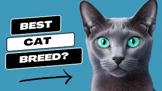 7 Reasons You SHOULD Get a Russian Blue Cat