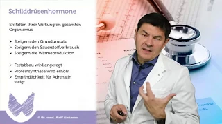 Die Schilddrüse - der Regelkreis der Schilddrüsenhormone