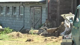 ASF w Gminie Biała Podlaska. Horror w Woskrzenicach i Husince