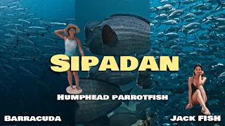 潛進上帝水族箱！自由潛水詩巴丹！ Sipadan, Malaysia | Cinematic vlog | 艾瑞克行軍團  | 捷克魚風暴 | 海狼風暴 | 隆頭鸚哥魚