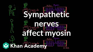 Sympathetic nerves affect myosin activity | Circulatory system physiology | NCLEX-RN | Khan Academy