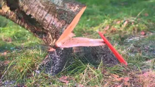 전통적인 나무 벌목 방법