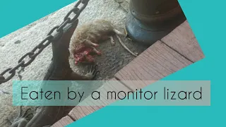 monitor lizard eating wild rat