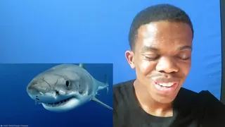 15 Biggest Sharks Ever Recorded |REACTION| by The Finest