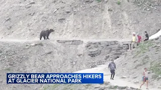 Grizzly bear walks toward group of hikers