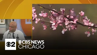 Dr. Carlos Crudup gives advice on how to deal with spring allergies