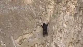 Rock Climbing Bears