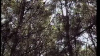 Thinning the Southern Pine Forest