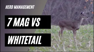 7MAG VS DOE- Herd Management!