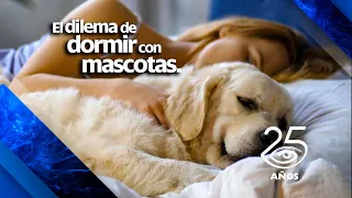 Dormir con las mascotas, un dilema que tiene detractores y promotores - Día a Día - Teleamazonas
