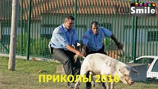 Приколы Лучшее за сентябрь 2016 года Лучшие приколы #133, Новые приколы, Улетные приколы, Ржач