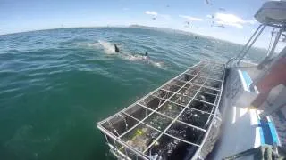 Shark cage diving - cape town