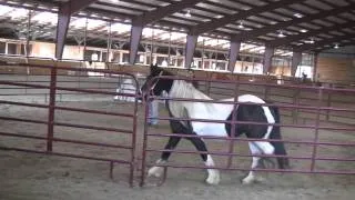 Gypsy Vanner Girly Girl in round pen Oct 2010