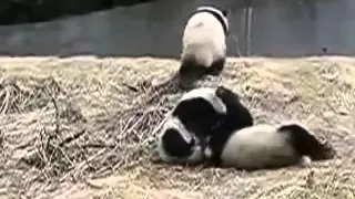 Kung-Fu-Panda in Real Life,Кунг-Фу-Панда В реальной жизни