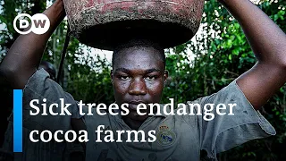 Sustainable cocoa farming in Ghana | Global Ideas