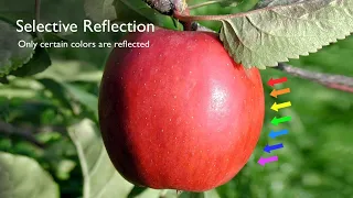 Selective Reflection | The Color of an Object Depends Upon the Light Source | Arbor Scientific