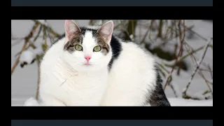 Crazy Cat 😹 Cute and Funny Cat Videos to Keep You Smiling!😸  YUFUS