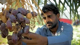 Tâmara Phoenix dactylifera fruta rica em vitaminas e propriedade Medicinais