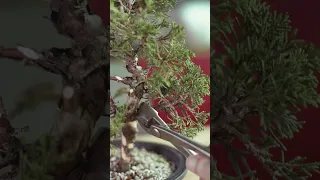 Creating a juniper bonsai from nursery stock