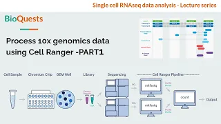 Cell Ranger - Process 10x genomics data (Part1)