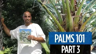 Palms 101 part 3