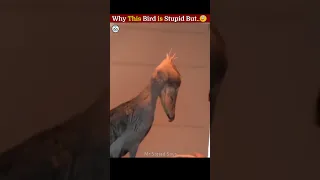 Shoebill The Stupid Bird 😅#shorts