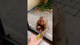 monkey eating fruits #monkeyvideo #monkey #bandar