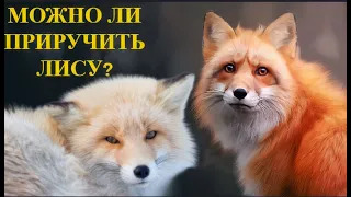 Можно ли приручить ЛИСУ? Можно! Но ЗАЧЕМ?