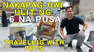 TRAVELING WITH PETS FROM MIDDLE EAST TO PHILIPPINES | PAANO IUWI ANG ALAGANG PUSA GALING ABROAD