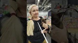 Сколько стоит бурманская кошка?