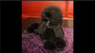 "SIBA" The Standard Poodle and Winner of 144th Westminster Kennel Club Best in Show 2020