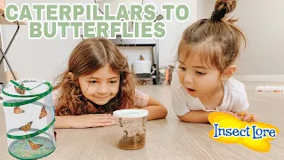 GROWING OUR OWN BUTTERFLIES AT HOME | INSECT LORE