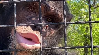Шимпанзе шлют вам ПРИВЕТ!