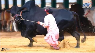 Black Beauty From Udf Cattle Farm