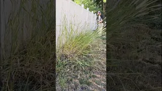 Battery Trimmer Cuts Tall Grass 🌿#satisfying #fyp