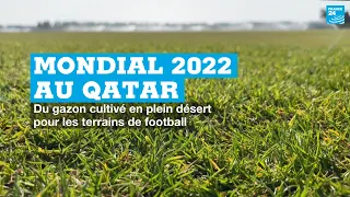 Mondial 2022 au Qatar : du gazon cultivé en plein désert pour les terrains de football