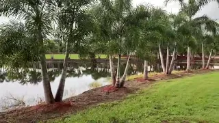 Foxtail Palms/Single and Multi Trunk Planted & Guaranteed/Central Florida's Premiere Tree Installer