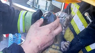 Пожарные спасли двух котов в горелой избе.