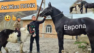 Ак Жал ПОНИ 😃сатылды ЕВРОПА 😱 жет 🐎ал🔥 мин👍 АТТАР НООКАТТА