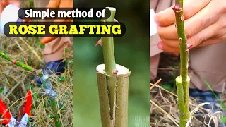 Two simple techniques of rose Grafting | How to graft rose | Grafting rose plant