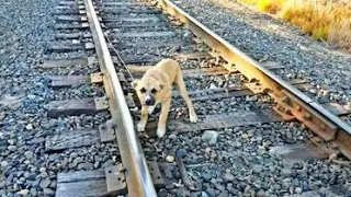 Dog Is Trapped On Railway Track, Then Her Brother Arrives