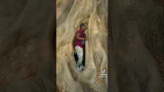 THE BIG BAOBAB TREE 🌳