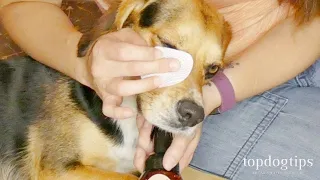 How To Clean Dog's Eyes
